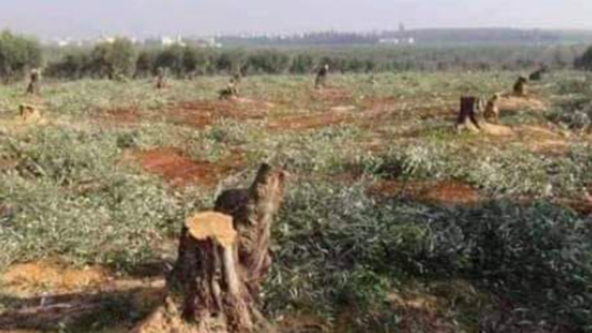 Pasukan Teroris Assad Hancurkan Pohon Zaitun dan Gandum di Daerah yang Direbut dari Oposisi
